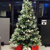 Minoli - Oxford Christmas arrived